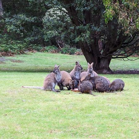 Base Camp Tasmania New Norfolk Exterior foto